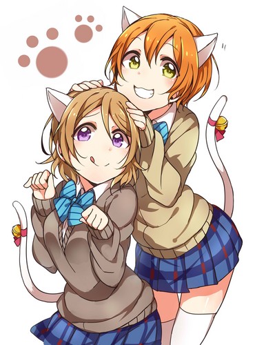 Image result for rin and hanayo cat school idol diary